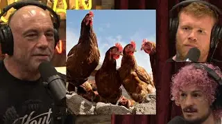 Joe Rogan, Tim Welch & Sean O'Malley talk about CHICKENS #jre