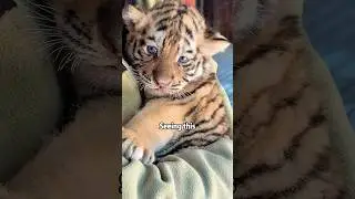 🐯🙏🆘 TIGER CUB ABANDONED &rarr; SCARED & HIDES! 💔😨 WHY?!#animals #rescue #lovestory #shorts #tiger