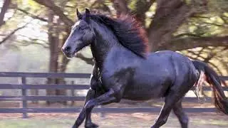 grey Friesian Knabstrupper cross - FALCON - Big Sexy Stable