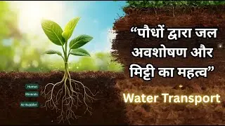 🌿 पौधों द्वारा जल अवशोषण और मिट्टी का महत्व | Water Absorption by Plants & Importance of Soil