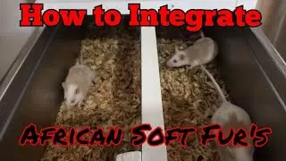 How to Integrate ASF's : Adding a new ASF member to a existing colony safely.