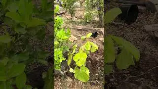 Root beer plant