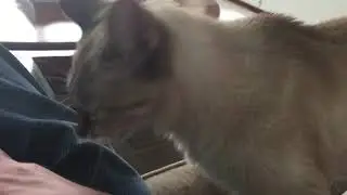 Needy Cat Wants Attention
