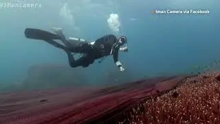 Thai coral reef covered by massive fishing net