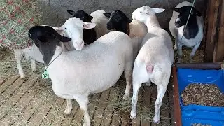 CRIAÇÃO DE OVINOS DORPER, WHITE DORPER NO AGRESTE PARAIBANO REBANHO MV