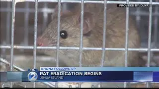 State drops bait with rat pesticide on Lehua Island