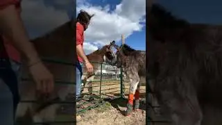 El increíble recibimiento a Sabanero, un burro rescatado del maltrato.