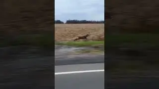 Watch This Deer Break The Speed Limit Without Even Trying! @shannonrichardson001
