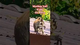 Monkey Trail Krabi &ndash; spotkanie z lokalnym złodziejaszkiem!&rdquo; #szukającraju #2025 #krabi #aonang