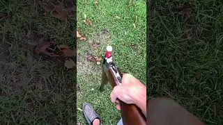 Stoeger condor 12 gauge over/under #like #subscribe #shorts #guns #12gauge #trending