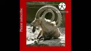 Amazing horns