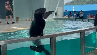 Ocean Adventure Sea Lion Marine Patrol 🦭