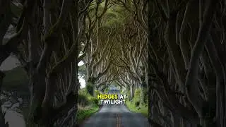 Discover the Mysterious DARK HEDGES Nobody Talks About! #short  #geology #history