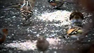 Bramblings in Cimla