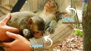 Innocent orphaned monkeys Copper and Mona | Feeding them with mangoes