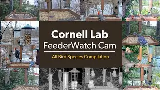 Cornell Lab FeederWatch Cam: All Bird Species List