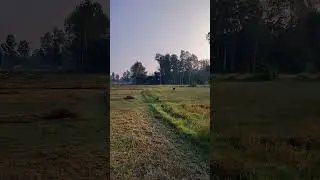 সরিষা বোনার প্রস্তুতি। #bangladesh #master #field #empty #sunset #gold #mustard