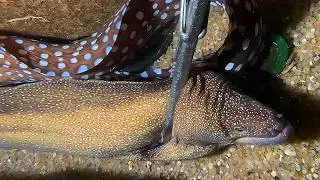 Live 🟢 –This Octopus Is Too Smart - Watch Me Catch It！🦀🌊#diving  #fishing #hunting #shorts
