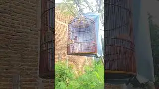 murai asli Medan gacor