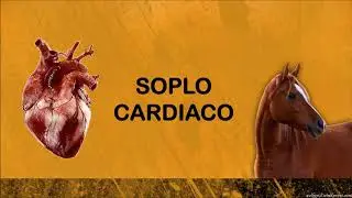 Soplo card&iacute;aco Equino/Caballo - Equine/Horse heart murmur