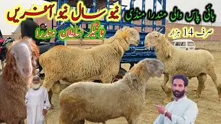 Big size heavy weight sultan mundra chatra ki special mandi || نیو سال نیو آفریں 14،14 ہزار مندرا 