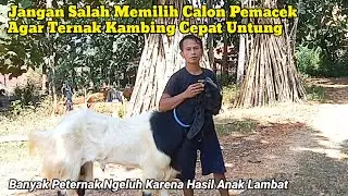 Tips Memilih Pemacek Kambing Jantan Kelas Breeding Hasil Anak Cepat Besar