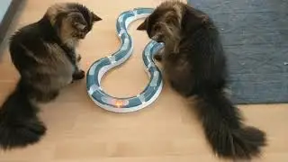 Catit Senses Cat Toy - Super Roller Circuit