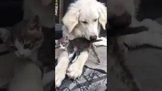 Cani e gatti amici per la pelle2