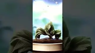 Tree leaf daance #dancevideo #plants dancing video #viralvideo #viralshort#kheriyatpucho#trending