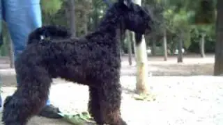 Kerry Blue Terrier - Arterriers - Irisfingel Aroma of Erinn - Part2