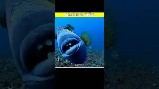 Fish With Human's Lips😳