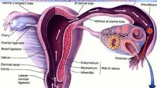 Human Embryology - 1.Video-lecture by Zimatkin (31)