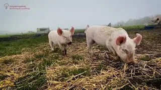 Erfaringer med at f&aring; pattegrisene hurtigt i gang med suppleringsfoder
