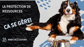 Gestion de la Protection des Ressources: Techniques pour un Chien Heureux et Paisible
