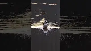 Bufflehead landing #birds #ducks #wildlife