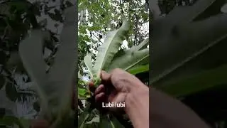 Picking Lubi lubi #ytshorts #buhayprobinsya #bikolano #garyo