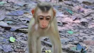 Leo is a very lovely little monkey he is so friendly animal