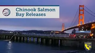 Выпуски Chinook Salmon Bay