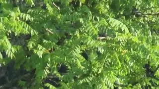 Walnut tree inspection on 5 Jul 2023 from 150 yards away with new camera
