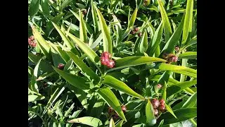 Garden Answer: Maianthemum Stellatum   Starry False Solomon&rsquo;s Seal