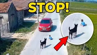 Hero Dogs Save Babies&mdash; Protective Moments