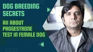Things to remember during Progesterone Testing In Female Dog||importance points of p4 test