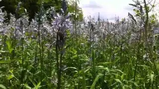60 Second Landscape: Wild Hyacinths