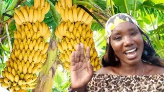 FARM TO TABLE||HARVESTING A GIANT RIPE BANANA 🍌 FROM THE FARM FOR BREAK FAST|AFRICAN VILLAGE LIFE.