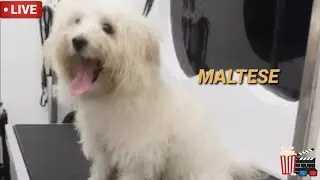 MALTESE