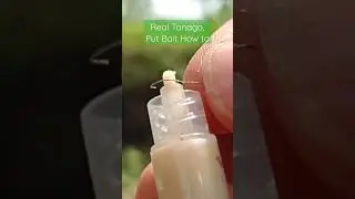Real Tanago, Put Bait How to - Micro Fishing #shorts #microfishing #tanagofishing #mancingtanago @