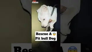 Rescue A Pit Bull Dog 😨 | #353