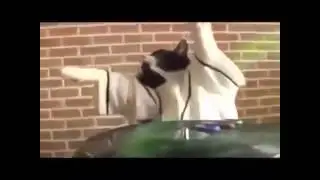 DJ cat