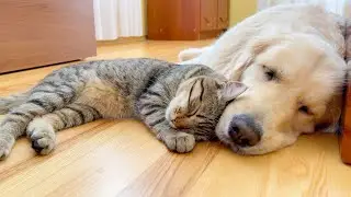 Adorable Cat Refuses to Sleep Without His Giant Golden Retriever!!