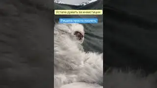 Кошечка устала думать за инвестиции и решила поспать #cat #crypto